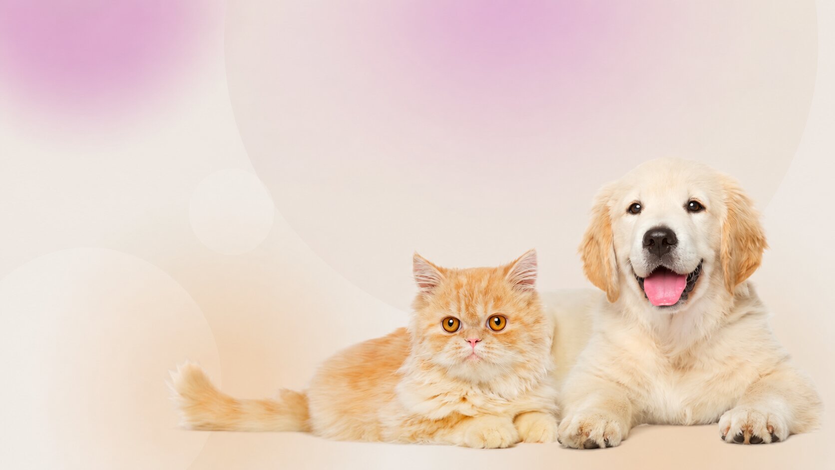 A cat and a golden retriever puppy — the audiences pet food brands speak to.